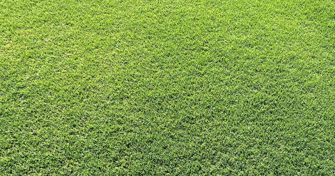 Cesped natural Texoma