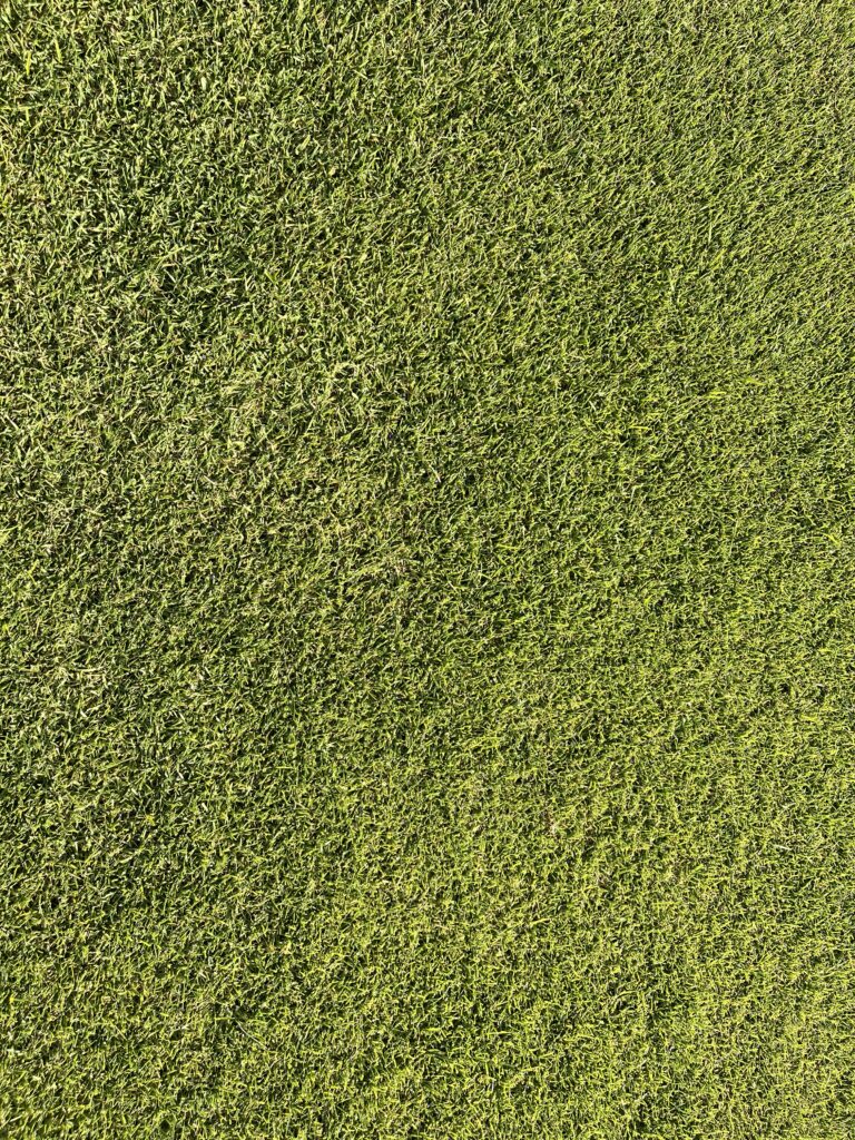 cesped natural zoysia newsod