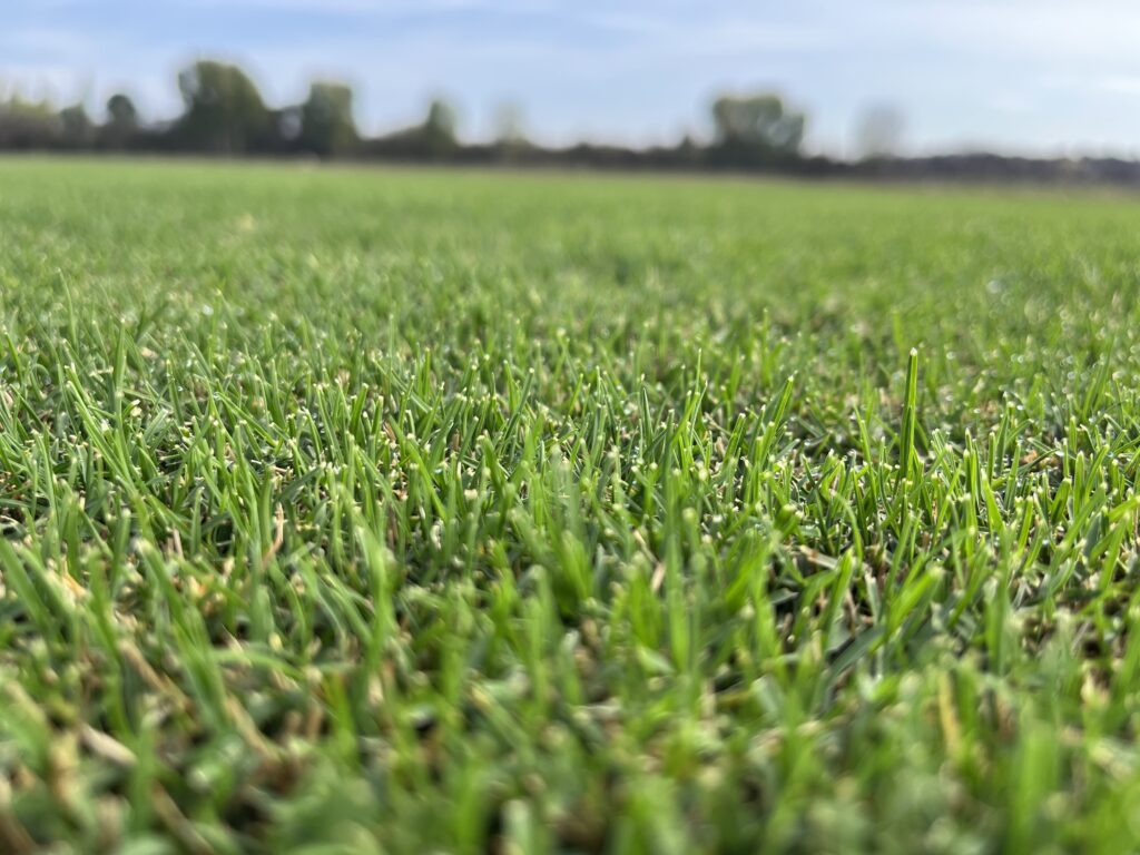 cesped natural texoma newsod