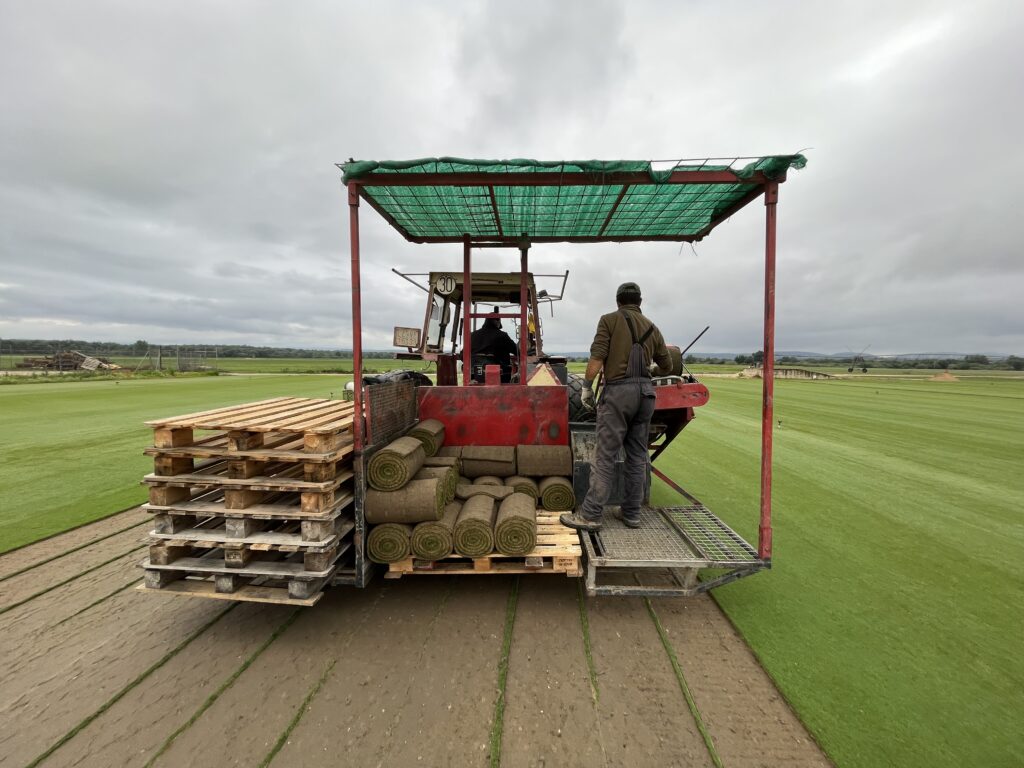 sacando tepes de agrostis en newsod
