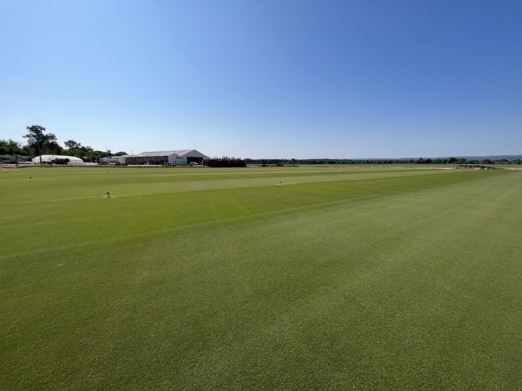 cesped natural agrostis en newsod