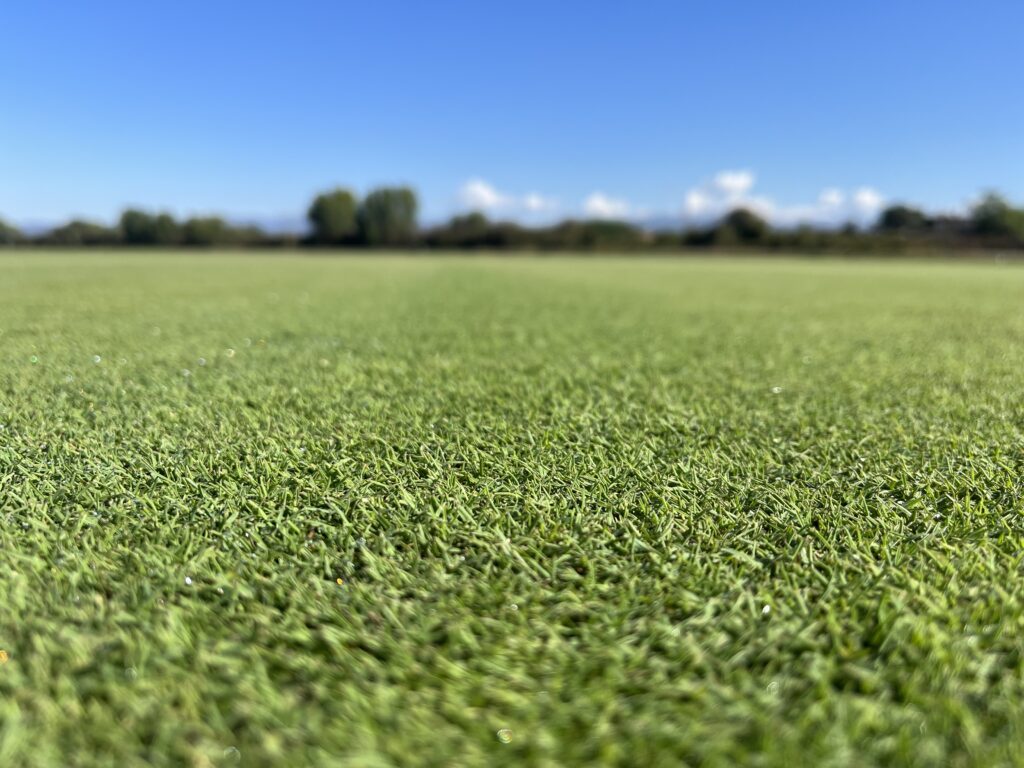 cesped natural agrostis en newsod