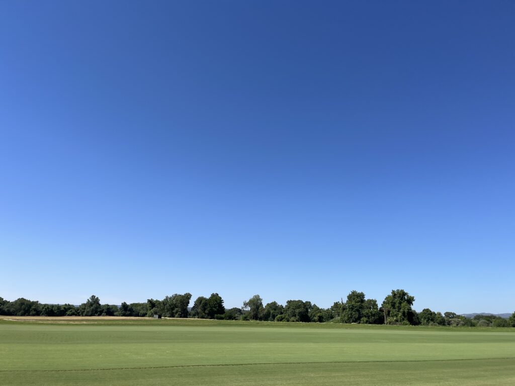 cesped-natural-agrostis-bentgrass-tepeservi