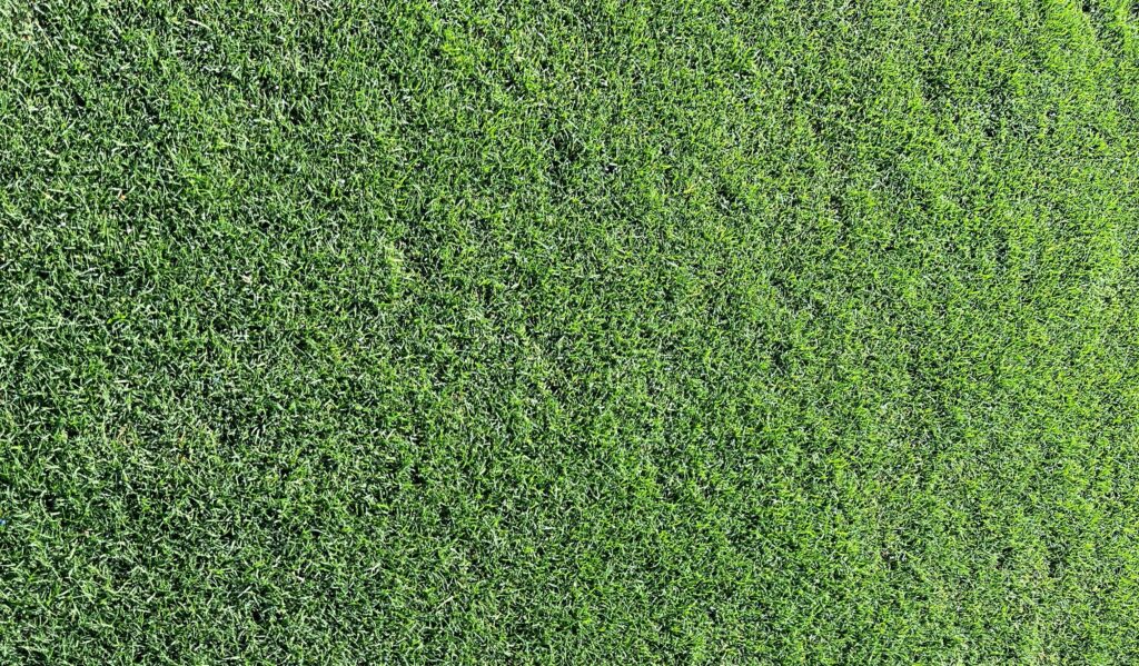 cesped natural texoma en newsod