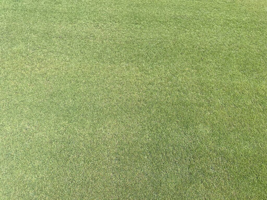 agrostis newsod golf