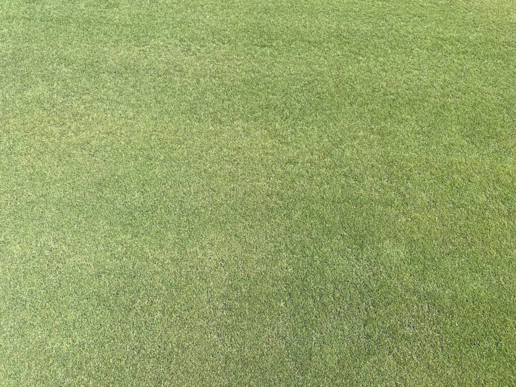 Césped Natural en campos de Golf