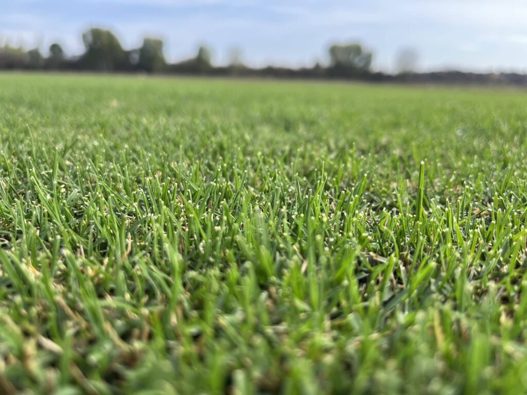 Césped Natural Finca La Bazagona - Newsod