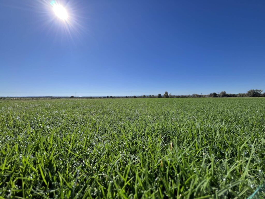 Finca La Bazagona - Césped Natural - Newsod