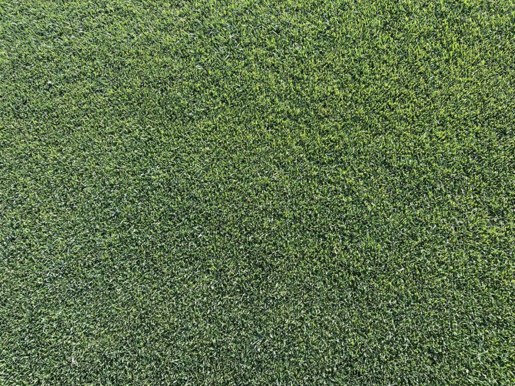 Miranda Grass. Césped Natural - Newsod