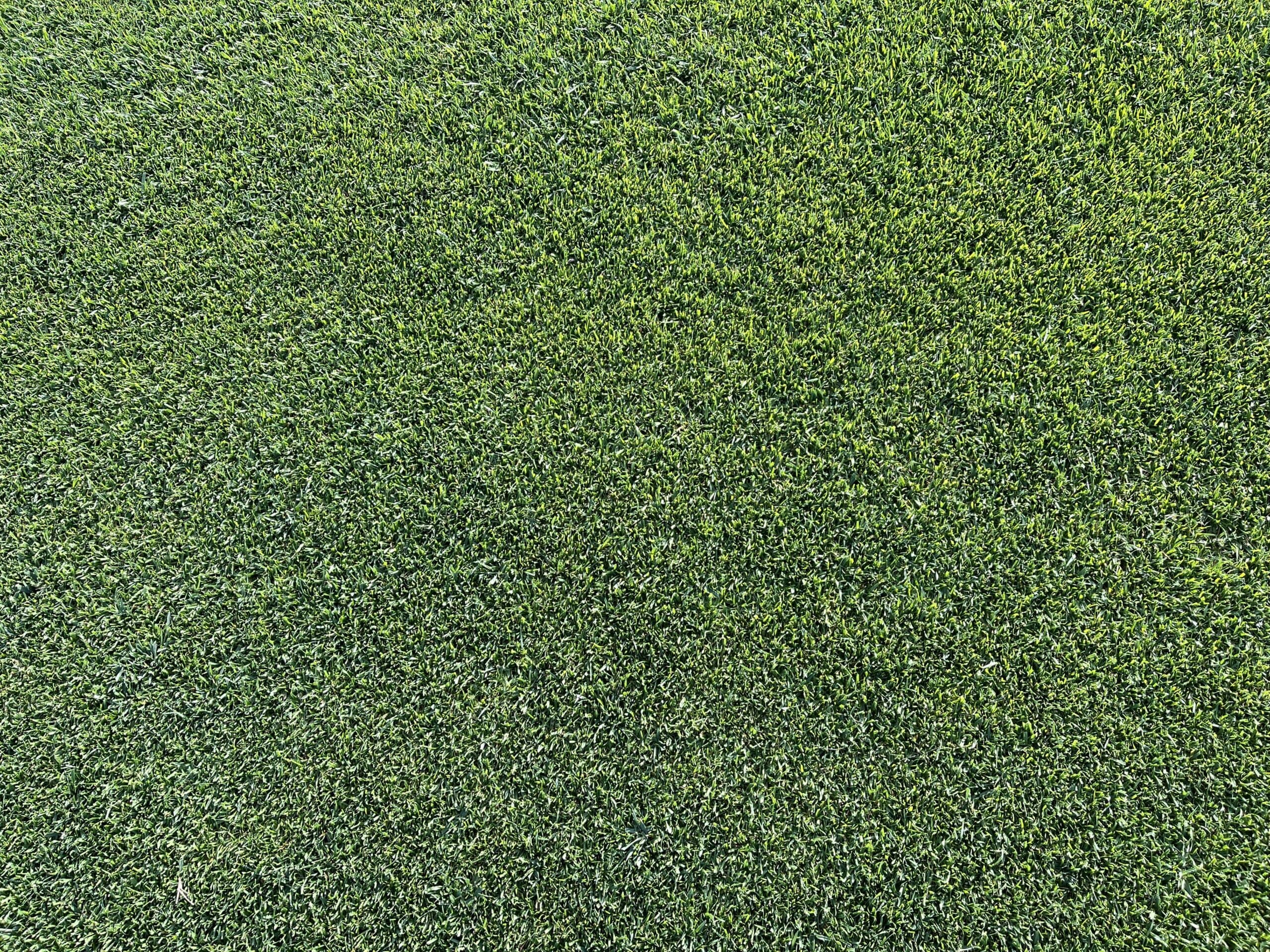Miranda Grass. Césped Natural - Newsod