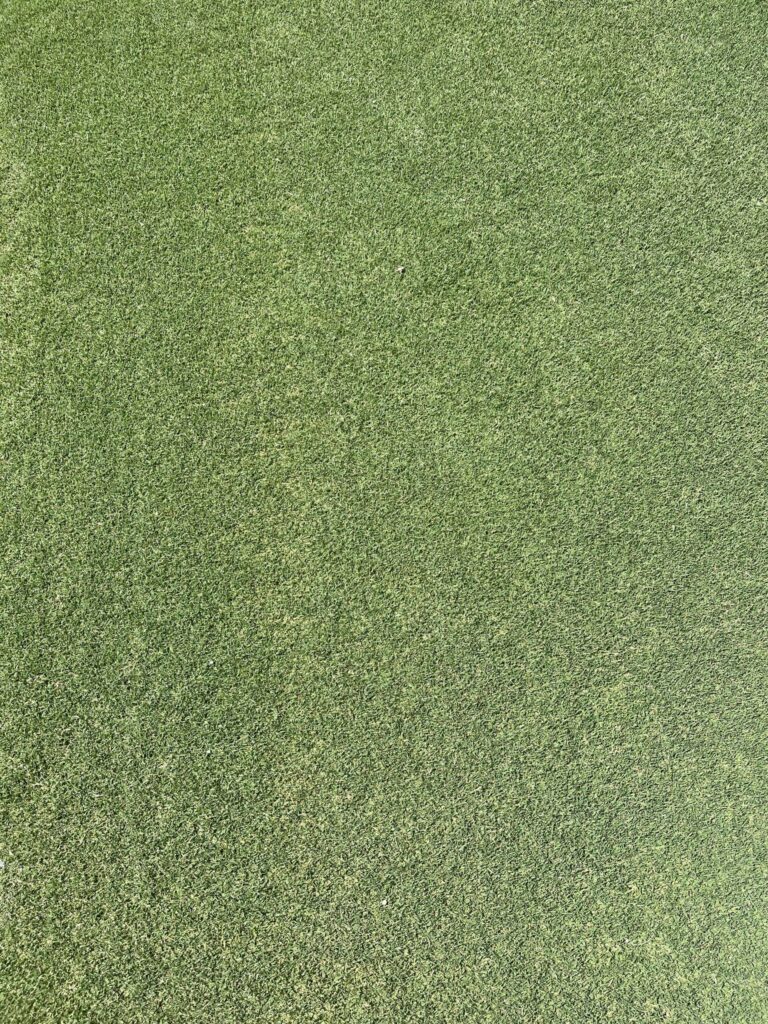 Texoma Bermuda Híbrida - Newsod