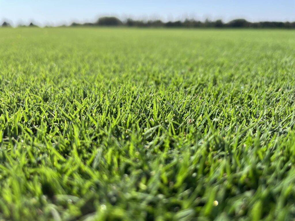 Césped Natural - Finca La Bazagona - Newsod