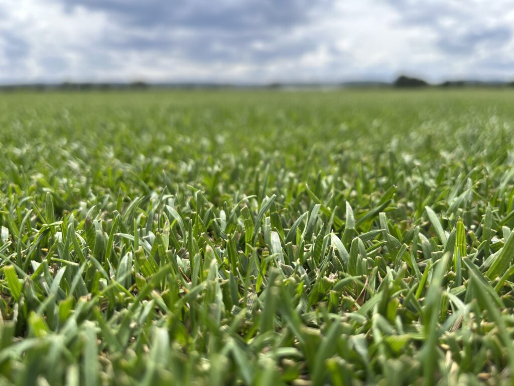 garden-green-newsod-cesped-natural